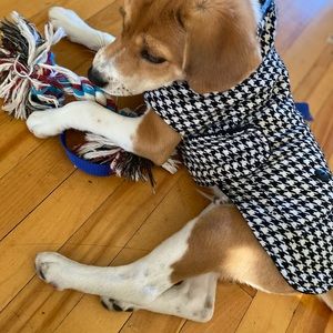 Houndstooth dog vest by Martha Stewart